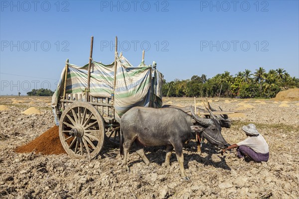 MYANMAR, JANUARY 6, 2014: Unidentified Burmese peasant working in the field with ox cart. Agriculture in Burma is the main industry in the country, accounting for 60 percent of the GDP and employing some 65 percent of the labor force