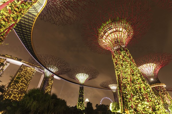 SINGAPORE, DECEMBER 31, 2013: Night view of Supertree Grove at Gardens by the Bay. Futuristic park spans 101 hectares is to become Singapore premier urban outdoor recreation space and national icon