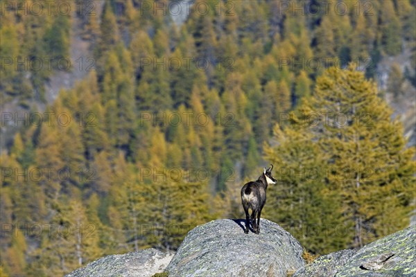 Chamois (Rupicapra rupicapra) looking over larch forest (Larix decidua) in the Italian Alps in autumn, Gran Paradiso National Park, Italy, Europe