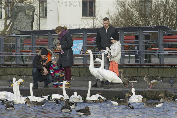 Parents with children feeding old bread to ducks, geese and flock of whooper swans at lake in city park in winter