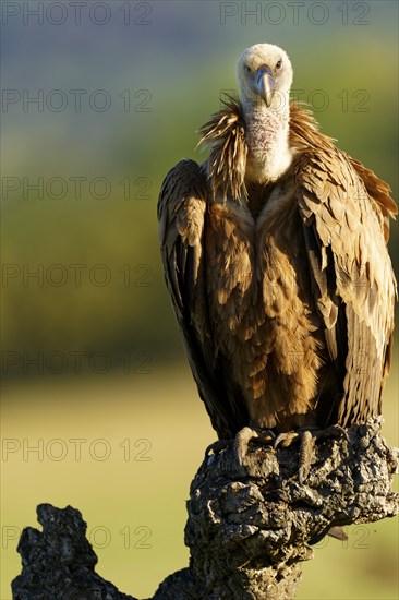 Griffon Vulture (Gyps fulvus) portrait, Castilla-La Mancha, Spain, Europe