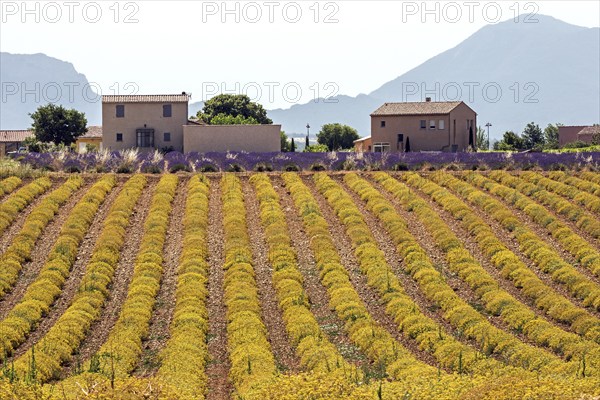 Field with yellow yarrow (Eriophyllum confertiflorum) and true common lavender (Lavandula angustifolia), Puimoisson, Plateau de Valensole, Provence, Provence-Alpes-Cote d Azur, Southern France, France, Europe