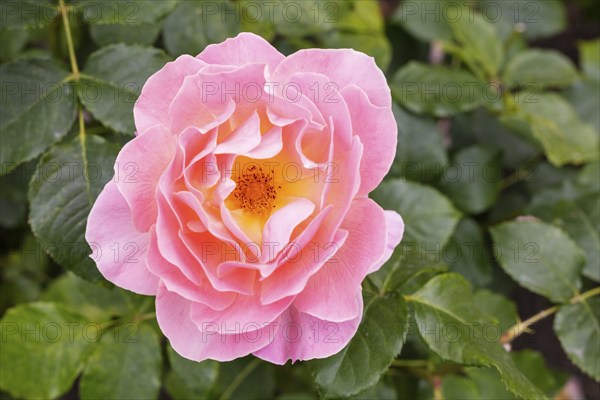 Französische Rose (Rosa lucieae Franch), Botanische Gärten, Christchurch, Neuseeland