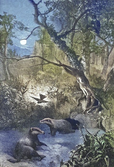 European badgers (Meles meles), European badger, in front of their burrow in the forest at night, 1869, Germany, Historic, digitally restored reproduction of an original 19th century artwork, exact original date unknown, Europe