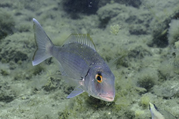 Canary bream (Dentex canariensis), dive site El Cabron Marine Reserve, Arinaga, Gran Canaria, Spain, Atlantic Ocean, Europe