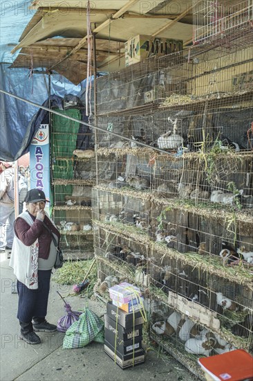 Saleswoman in front of cages with cuy, giant guinea pigs (Cavia porcellus) and rabbits, lepores, at the market in Huancayo, Peru, South America