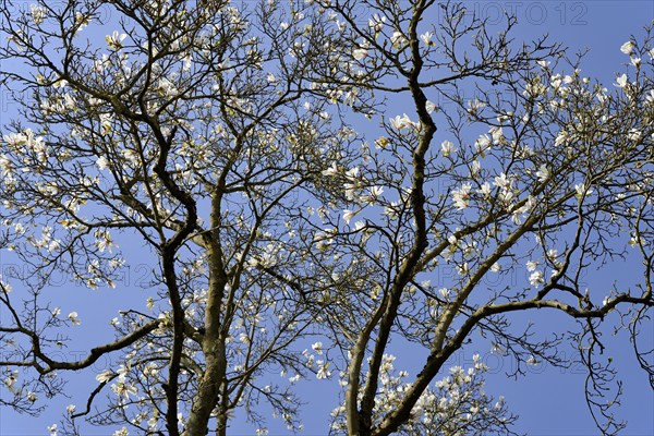 Magnolias (Magnolia), view into the treetops at flowering time, blue sky, North Rhine-Westphalia, Germany, Europe