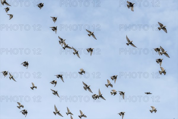 Common (Sturnus vulgaris) starlings fly together, in perfect symbiosis to protect themselves from enemies. Bas-Rhin, Collectivite europeenne d'Alsace, Grand Est, France, Europe