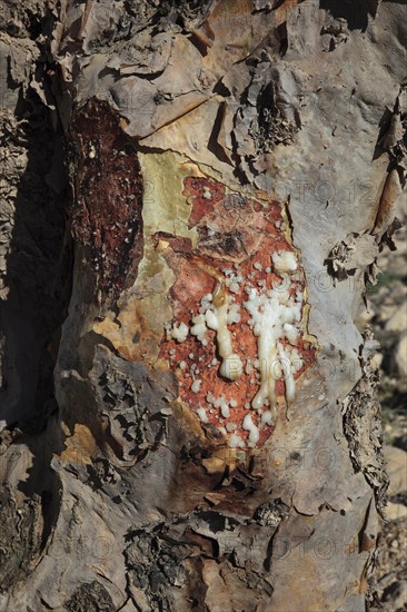 Wadi Dawqah, Incense Tree Cultures, UNESCO World Heritage Site, frankincense (Boswellia Sacra) Carterii, near Salalah, Oman, Asia