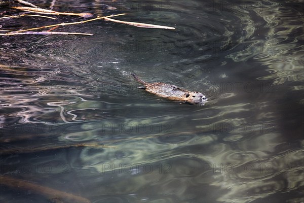 European beaver (Castor fiber) swimming in pond, captive, Olderdissen Zoo, Bielefeld, Teutoburg Forest, East Westphalia-Lippe, North Rhine-Westphalia, Germany, Europe