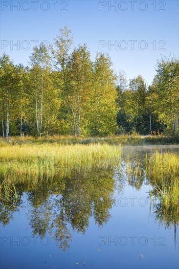 The first rays of sunlight bathe the birch forest and grasses in a warm light, clouds of mist drift across the water surface reflecting the vegetation of the upland moor near Les Ponts-de-Martel, Canton Neuchâtel, Switzerland, Europe