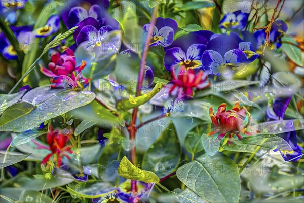 Large-flowered field pansy, viola (plant) (Viola), real carolina sweetshrub (Calycanthus floridus), red and purple flowers creative, artistic shot, purple flowers alienated, plants, impressionistic art style, lively spring atmosphere, allover, alienation, dense flower field, bright colours, garden, bed, plants, Germany, Europe