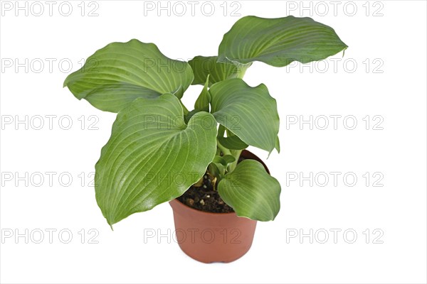 Potted 'Hosta Moonlight Sonata' garden plant on white background