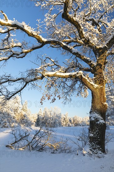 Oak tree (Quercus) with snow, winter, Fridingen, Danube Valley, Upper Danube nature park Park, Baden-Württemberg, Germany, Europe