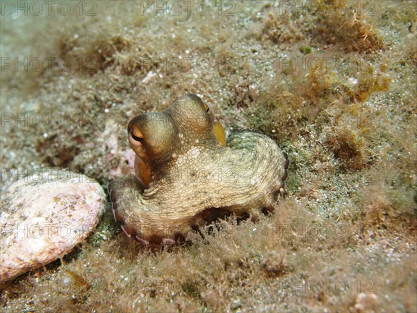 Portrait of common octopus (Octopus vulgaris), juvenile, dive site Sardinia del Norte, Gran Canaria, Spain, Atlantic Ocean, Europe