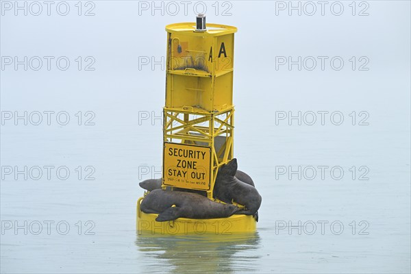 Steller sea lions (Eumetopias jubatus) lying on a buoy, Prince William Sound, Alaska