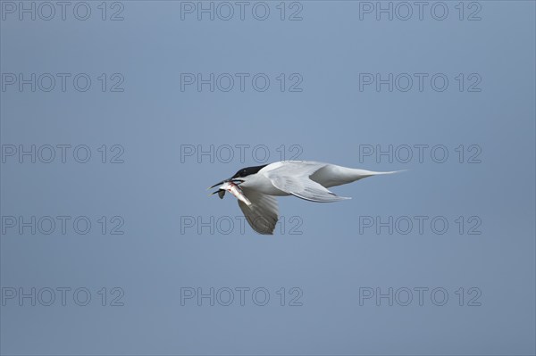 Sandwich tern (Thalasseus sandvicensis) adult bird in flight with a fish in its beak, Norfolk, England, United Kingdom, Europe