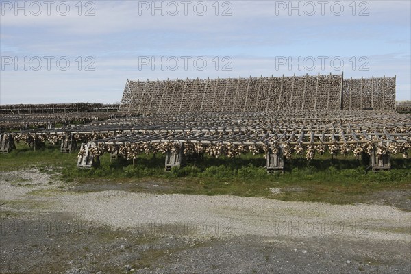 Wooden racks with air-dried atlantic cod (Gadus morhua) Lofoten, Northern Norway, Norway, Scandinavia, Europe