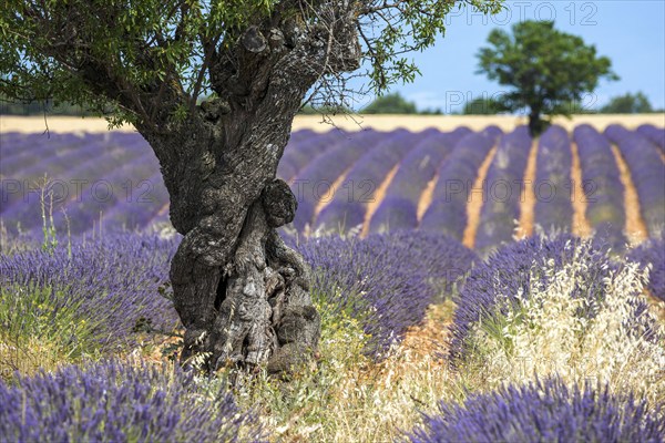 Trees in a lavender field, flowering true lavender (Lavandula angustifolia), near Puimoisson, Plateau de Valensole, Provence, Provence-Alpes-Cote d Azur, Southern France, France, Europe