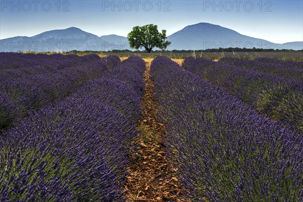 Lavender field, flowering true lavender (Lavandula angustifolia), near Puimoisson, Plateau de Valensole, Provence, Provence-Alpes-Cote d Azur, Southern France, France, Europe