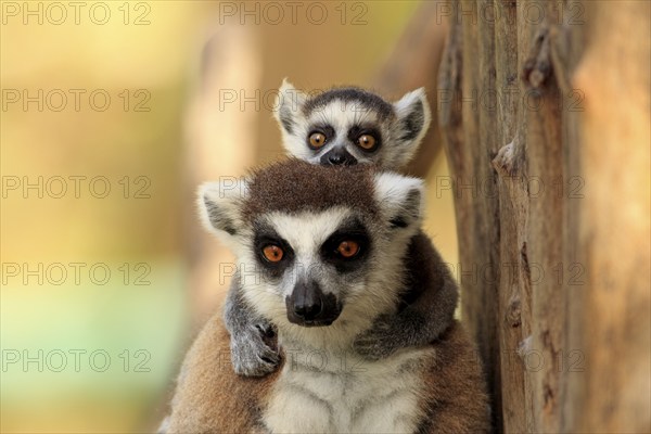 Ring-tailed Lemurs (Lemur catta), female with young, Berenty Reserve, Madagascar, Africa