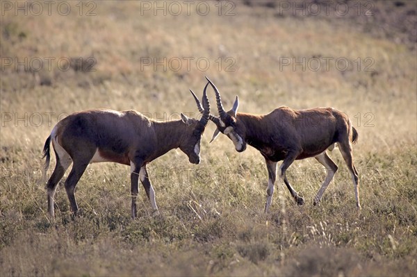 Bonteboks (Damaliscus dorcas dorcas), male, Mountain Zebra national park, South Africa, Africa