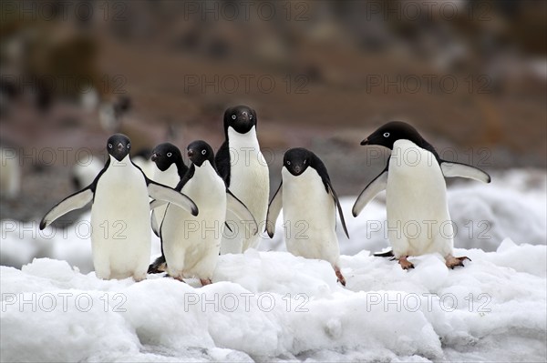 Adelie Penguin (Pygoscelis adeliae), group walking in snow, Antarctica, Half Moon Isalnd, Weddell Sea, Antarctica