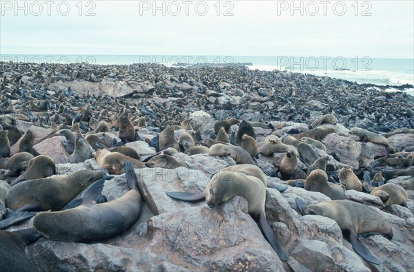 South African Fur Seal colony (mammals) (animals) (predators) (beasts of prey) (seals) (outdoor) (beach) (landscape) (horizontal) (adult) (group) (Cape Cross) (Namibia (Arctocephalus pusillus), South African Fur Seal Colony, Namibia, Africa