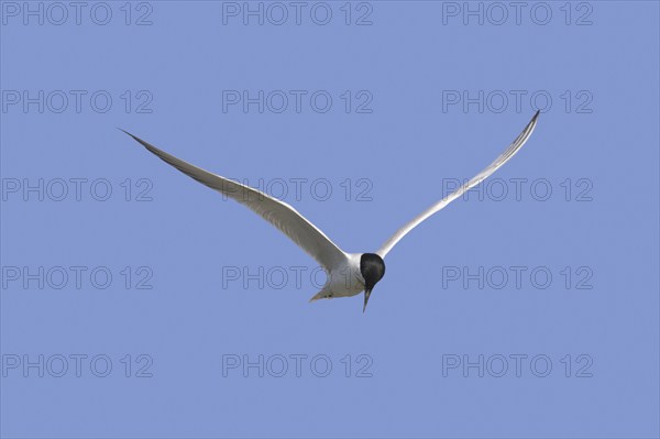 Gull-billed tern (Gelochelidon nilotica) (Sterna nilotica) in flight hovering while hunting for fish against blue sky