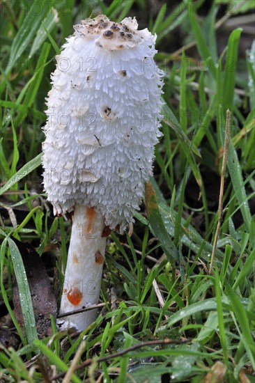 Shaggy ink cap (Coprinus comatus), Shaggy inkcap, Lawyer's wig, shaggy mane showing drops of liquid filled with spores