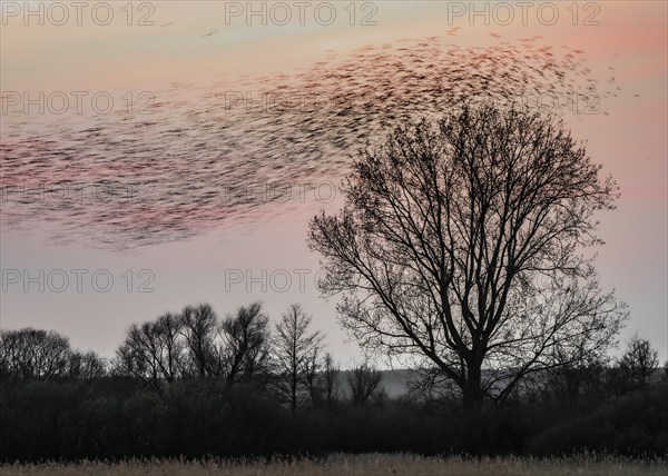 Common starling (Sturnus vulgaris), flock of starlings flying, roost, Lake Dümmer, Lower Saxony, Germany, Europe