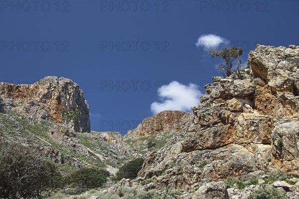 Morning light, bizarre rock formation, gnarled tree, deep blue sky, single white clouds, Gramvoussa Peninsula, Pirate Bay, Balos, Tigani, West Crete, island of Crete, Greece, Europe