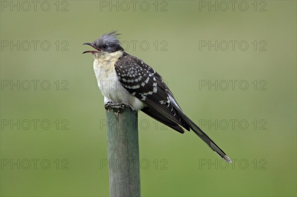 Great Spotted Cuckoo (Clamator glandarius) on stake, Alentejo, Jay Cuckoo, Cuckoo Birds, Portugal, Europe