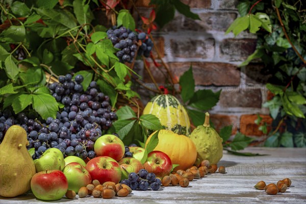 Autumnal Still Life with Blue Burgundy Grapes, Apples, Pumpkins and Hazelnuts in Front of a Brick Wall with Leaves