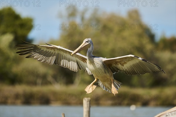 Great white pelican (Pelecanus onocrotalus) landing, France, Europe