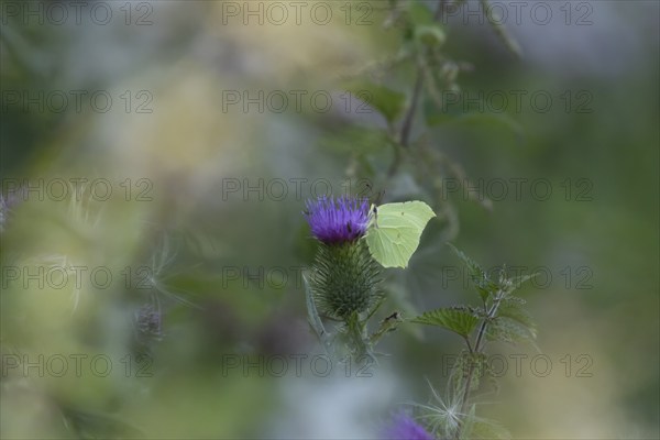 Brimstone (Gonepteryx rhamni) butterfly adult male feeding on a Spear thistle (Cirsium vulgare) flower, Suffolk, England, United Kingdom, Europe