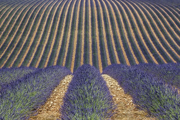 Wavy lavender field, flowering true lavender (Lavandula angustifolia), D56, between Valensole and Puimoisson, Plateau de Valensole, Provence, Provence-Alpes-Cote d Azur, South of France, France, Europe