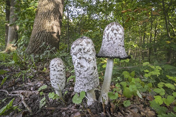 Shaggy ink cap (Coprinus comatus), lawyer's wig, shaggy mane showing different growth stages in forest in autumn, fall