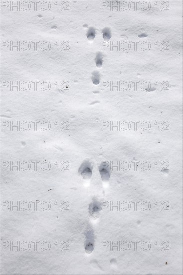 Wild rabbit (Oryctolagus cuniculus) footprints in the snow in winter, Germany, Europe