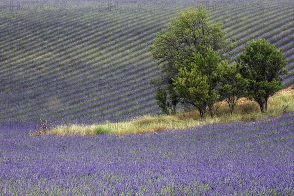 Trees in lavender field, flowering true lavender (Lavandula angustifolia), D56, between Valensole and Puimoisson, Plateau de Valensole, Provence, Provence-Alpes-Cote d Azur, South of France, France, Europe