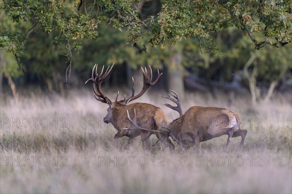 Red deer (Cervus elaphus), top deer drives out defeated rival from meadow after rutting fight, Zealand, Denmark, Europe