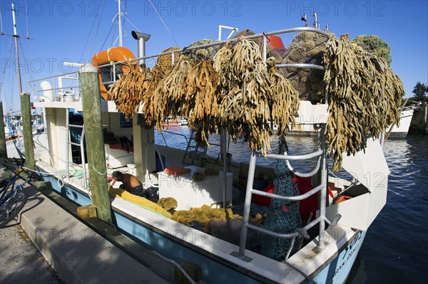 Sponges on boat, drying, Tarpon Springs, Florida, sponges, sponge, USA, North America