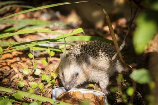 Hedgehog mother with young in the living environment of humans. A near-natural garden is a good habitat for hedgehogs, young hedgehogs can also be fed to give them a better chance of survival for hibernation, Bannewitz, Saxony, Germany, Europe