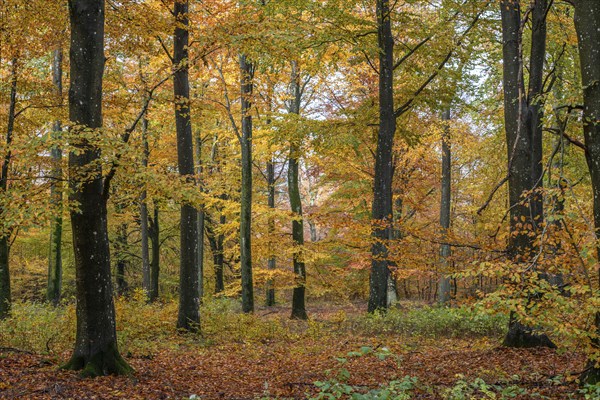 Colorful beech forest in Sankt Olof, Scania, Sweden, Scandinavia, Europe