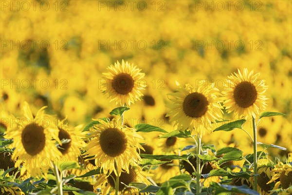 Sunflower (Helianthus annuus), field, agricultural plant, Ringgenbach, Meßkirch, Sigmaringen district, Upper Danube nature park Park, Baden-Württemberg, Germany, Europe