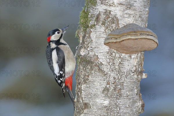 Great spotted woodpecker (Dendrocopos major) male, on the trunk of a birch (Betula) with tinder fungus (Fomes fomentarius), North Rhine-Westphalia, Germany, Europe