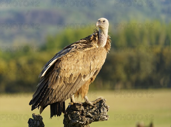 Griffon Vulture (Gyps fulvus) portrait, Castilla-La Mancha, Spain, Europe