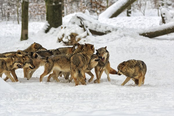 Wolf pack, juvenile gray wolves (Canis lupus) playing frolicsomely in the snow, captive, Neuhaus Wildlife Park in winter, Neuhaus im Solling, Solling-Vogler nature park Park, Lower Saxony, Germany, Europe