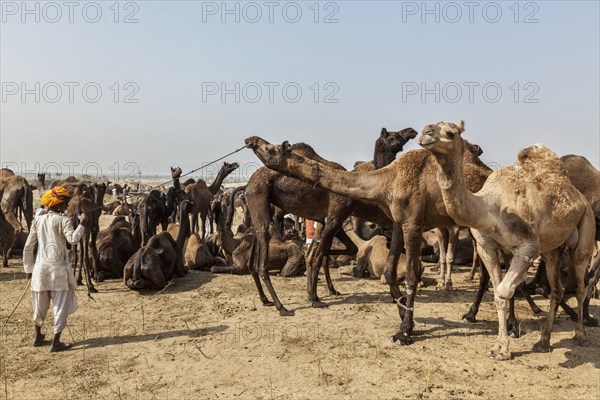 PUSHKAR, INDIA, NOVEMBER 20, 2012: Indian men and camels at Pushkar camel fair (Pushkar Mela), annual five-day camel and livestock fair, one of the world's largest camel fairs and tourist attraction