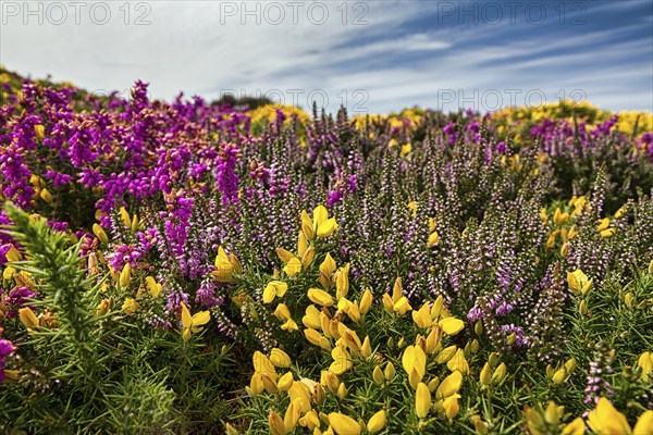 Flowering, colourful heath with gorse, yellow, pink, purple, close-up, Cap Fréhel in summer, Emerald Coast, Brittany, France, Europe